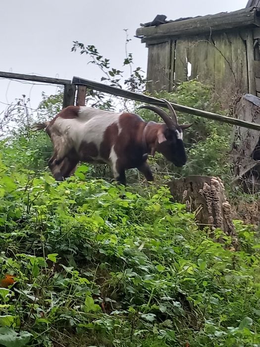 Młode baranki kamerunskie i kozy