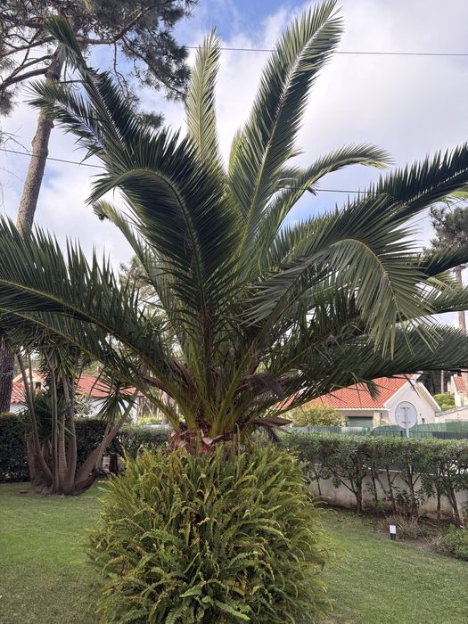 Palmeira Grande Linda