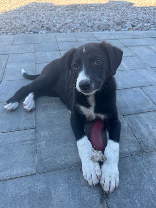 Цуценя в добрі руки