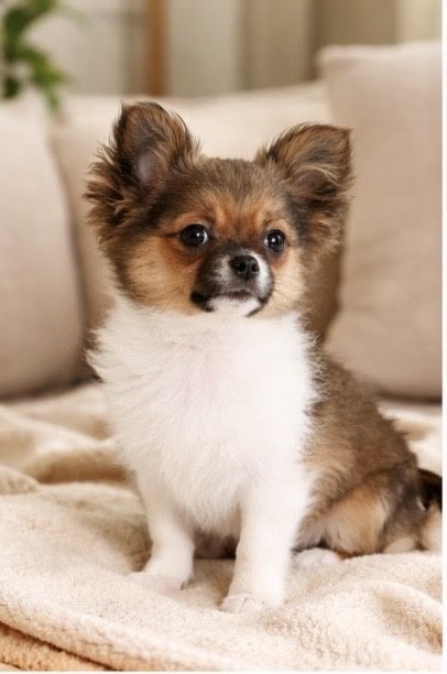 Chihuahua Cudny piesek dlugowlosy KOKO