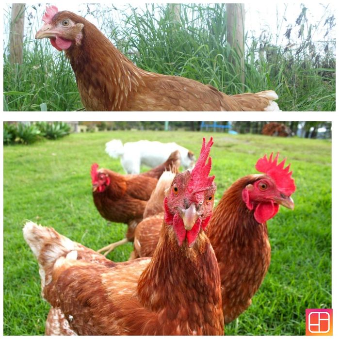 Апостолово! Продам курей! Доставка безкоштовна!