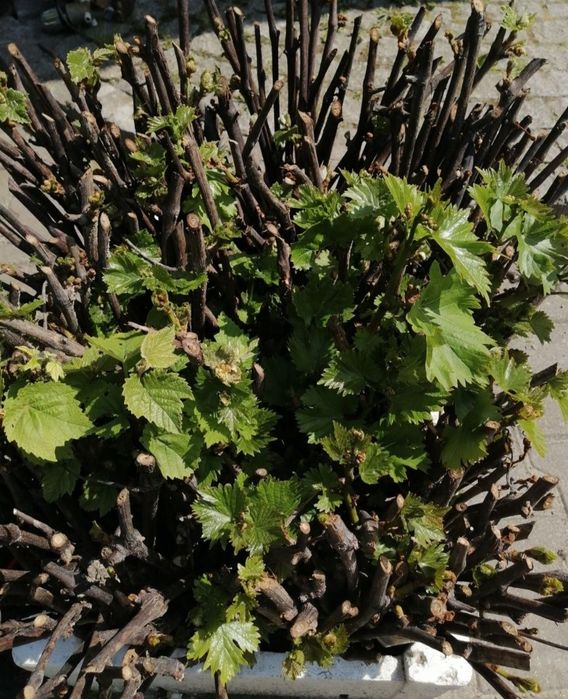 Winogron - winorośl - winorośla - winogrona - sadzonki