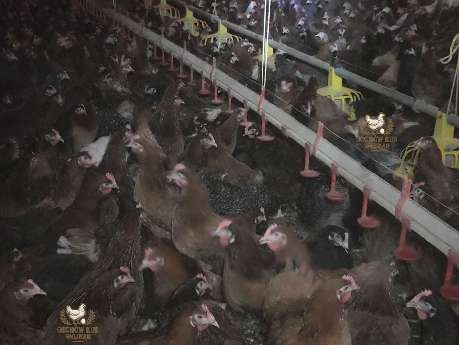 Kury nioski rosa ogólnoużytkowe różne odmiany 18–22 tygodnie