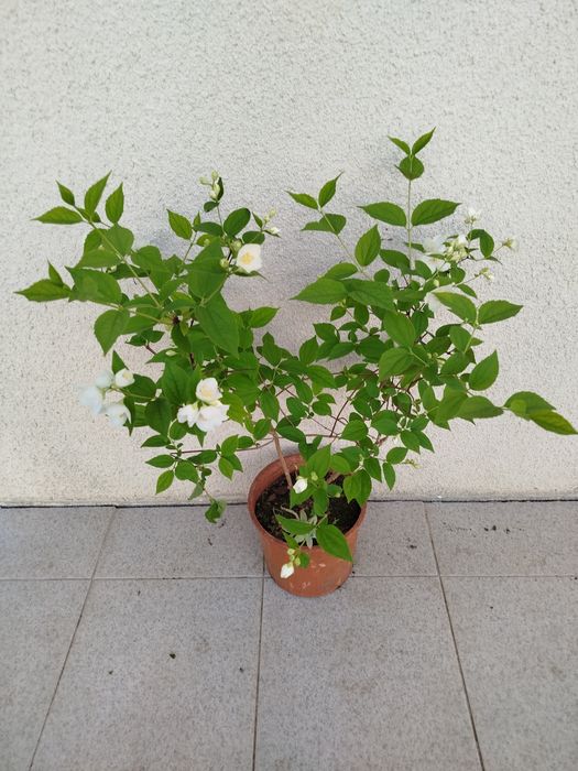 Vendo vaso com planta