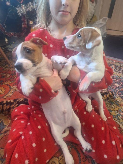 Два прекрасних цуценята Джек Рассела)))з 2ма вакцинами