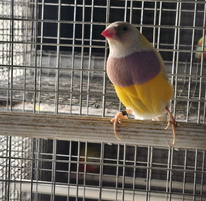 Diamante gould macho