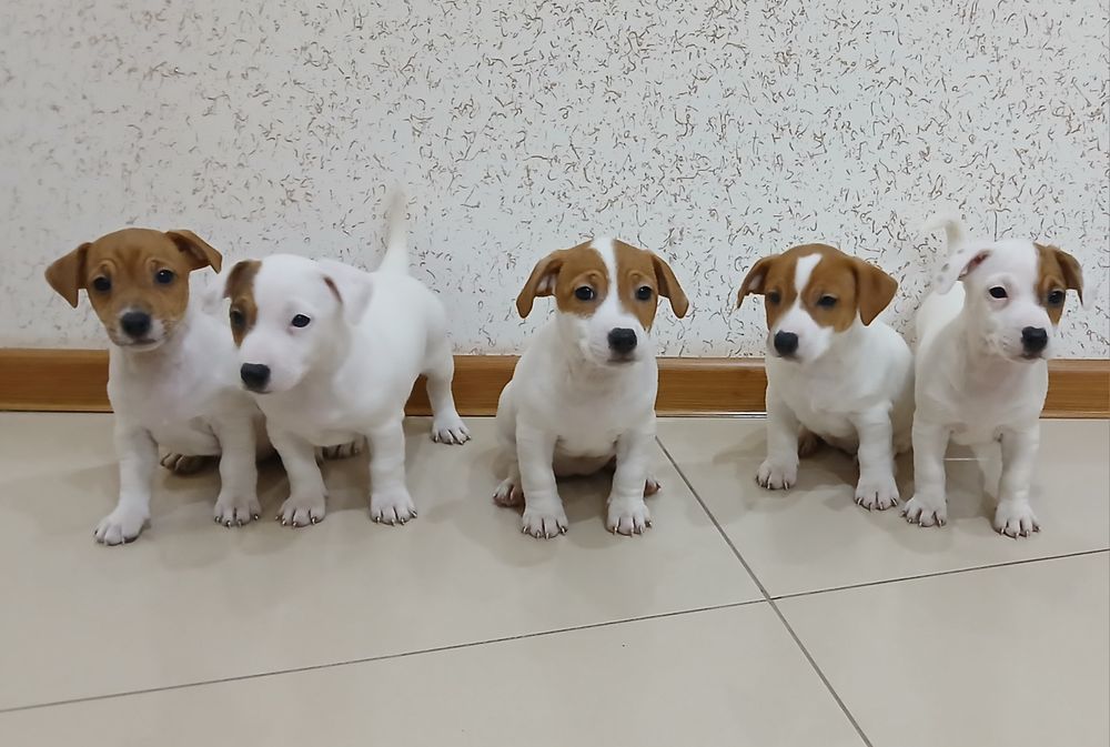 Jack Russel Terrier gotowy do odbioru