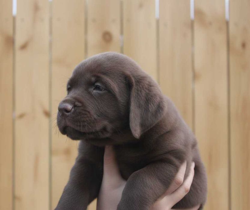 Шоколадки з документами КСУ-FCI