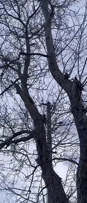 Зріжу дерево горіх,грушку або липу.