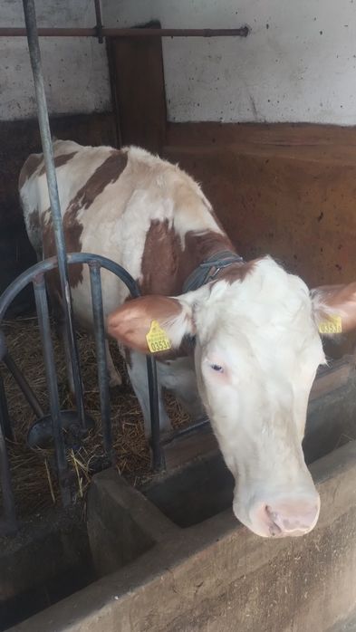 Krowa 4 letnia biało- czerwona