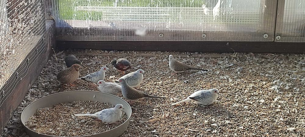 Astryld Trzcinowy Zeberka Gołąbek Diamętowy Przepiórka Chińska