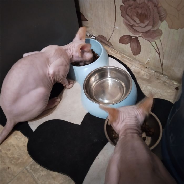 Котик канадський сфінкс.