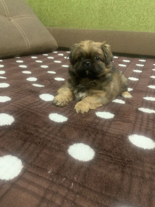 Продам цуценят Пекінесиків