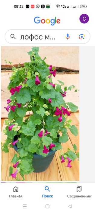 Вьющая глоксиния или лофоспермум