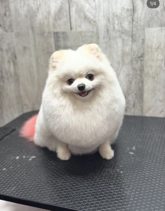 Стрижка котов и собак