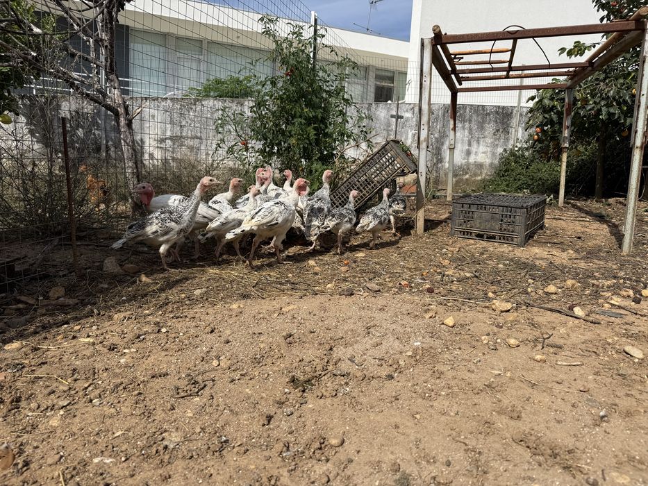 Ovos de peruas criadas naturalmente e ovos