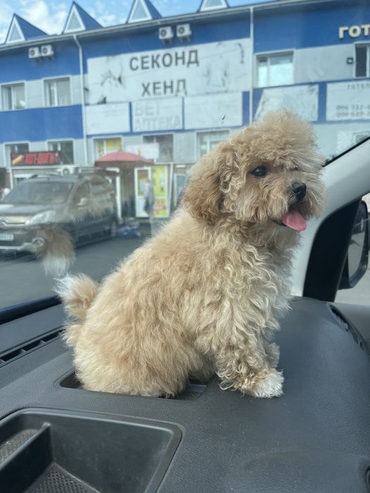 Чарівні пушончикі