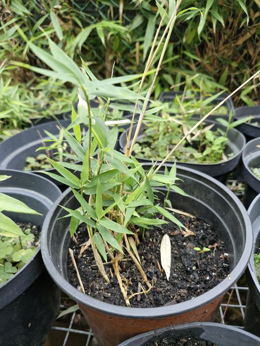 Бамбук бардюрний саджанці