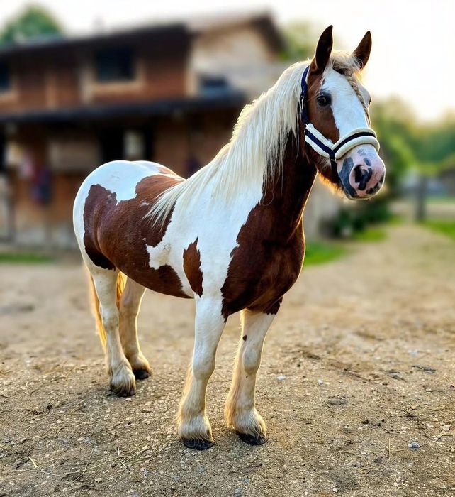 Klacz rasy irish cob 6 lat, zajeżdżona, wysoka 155cm