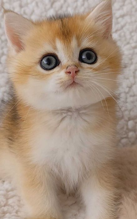 Macho British Golden Shorthair