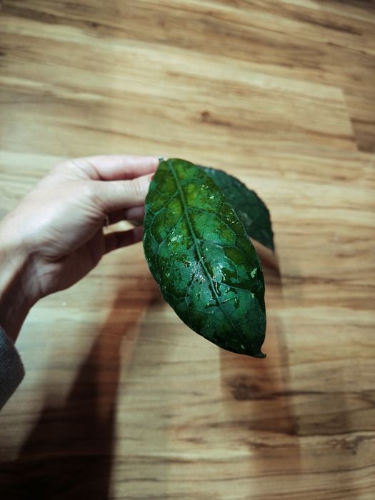 Hoya hoja Clemensiorum Red K2 Verticillata Silver