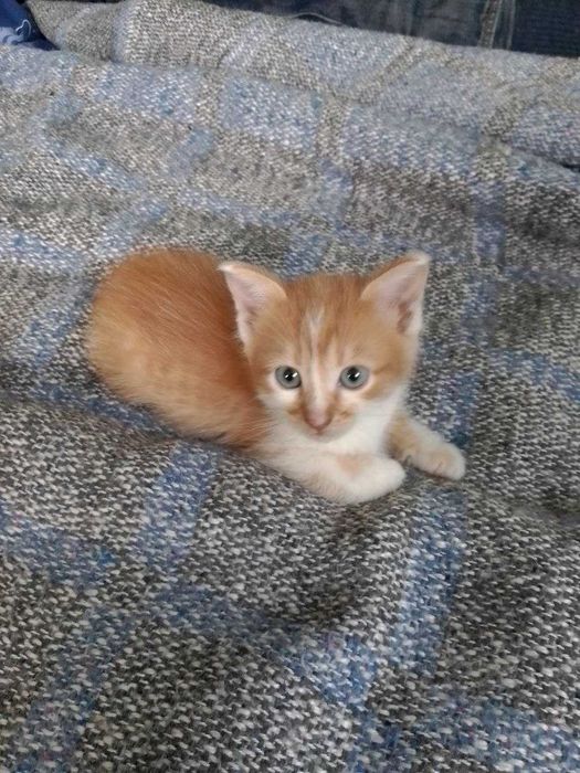 рыжие котята с голубыми глазками