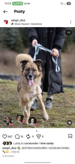 Do adopcji 3 nożny samiec bardzo łagodny