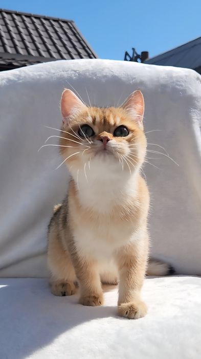 Шотландське кошеня золота шиншила