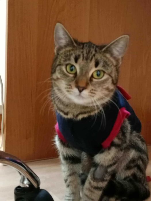 Terra - zdystansowana kocia dama o wrażliwym sercu