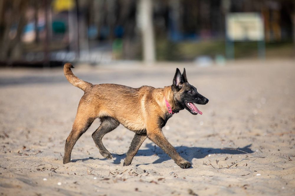 Бельгийская овчарка Малинуа