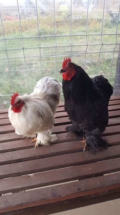 Koguty Kochin Miniatura