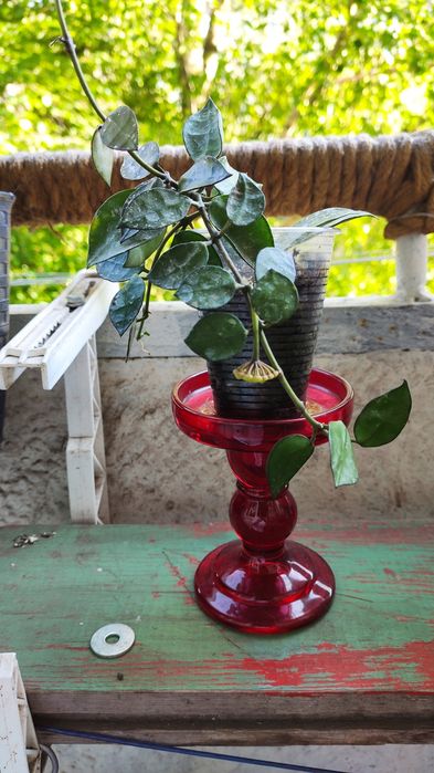 Hoya lacunosa ескімо з 2 квітконосами