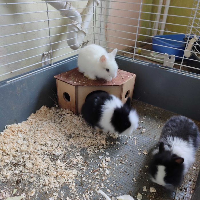 Króliki długowłose