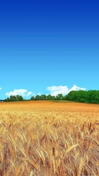 Фото ділянки