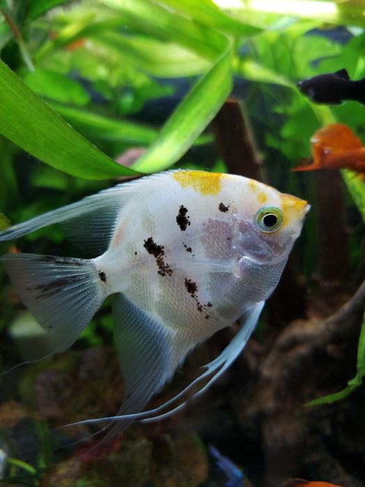 Sprzedam skalar skalary Koi