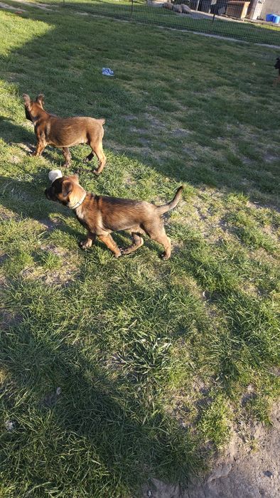 Szczeniak Owczarek Belgijski Malinois piesek