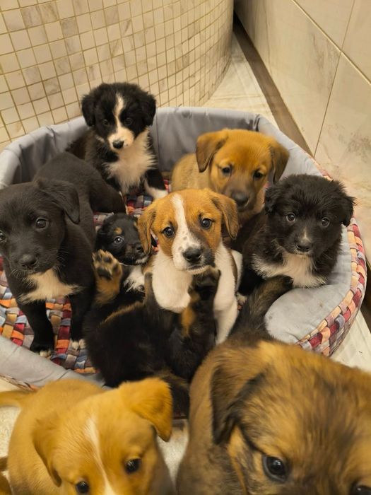 Cudowne szczeniaki szukają domków