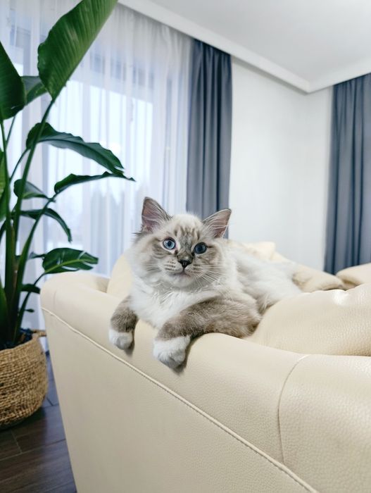 Kocurek Ragdoll z rodowodem