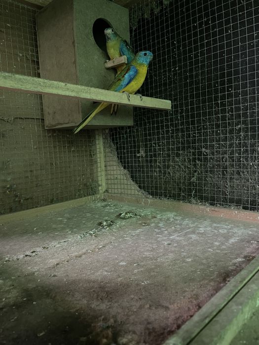 Troquesinhos e burkes