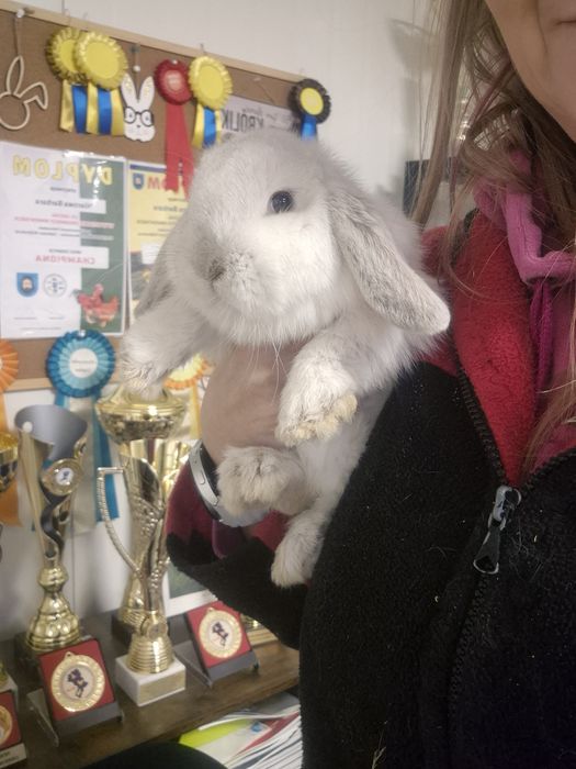 Mini lopki  rasowe hodowla zarejestrowana