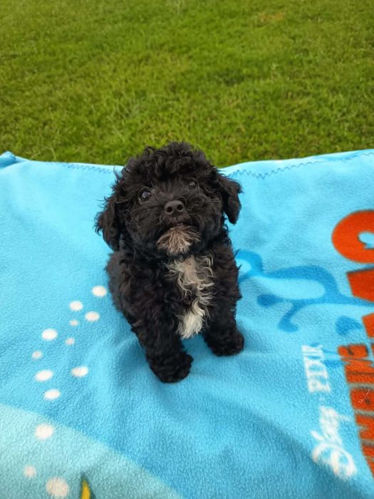 Maltipoo, cavapoo, mix, hybryda, piękna, mądra i wesoła suczka