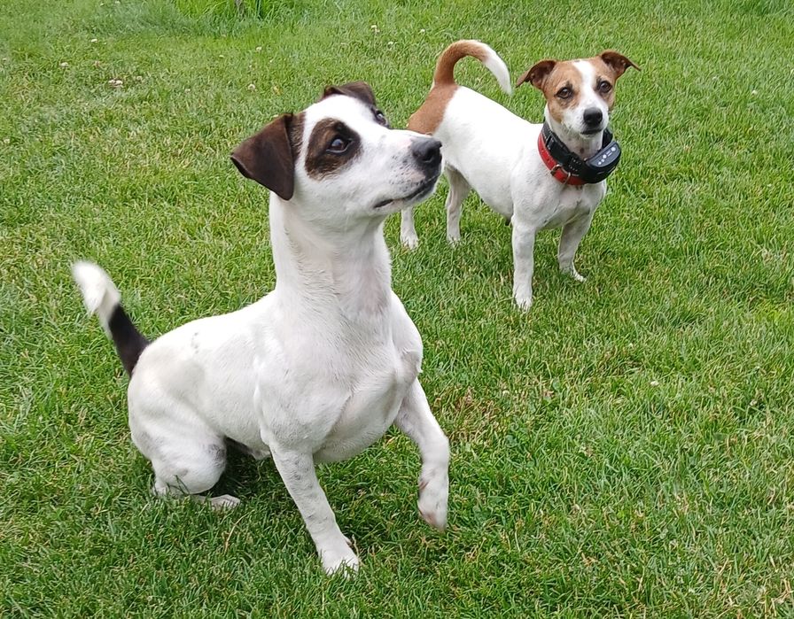 Jack russell terrier