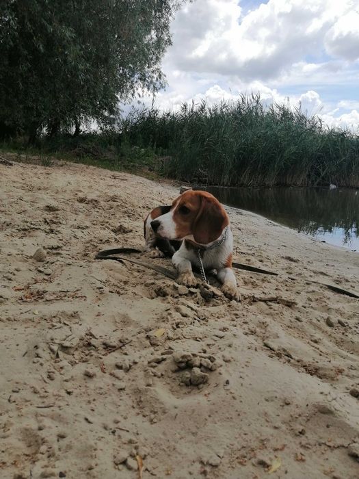 Бігль для в'язки кобель