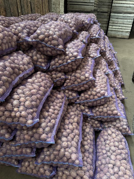 Картопля насіннєва Белароса