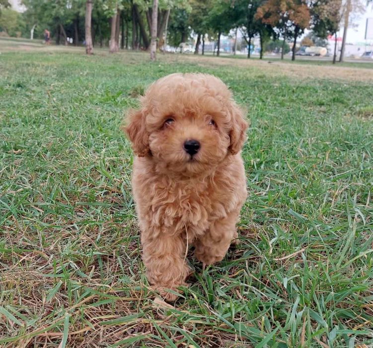 Продаються элитные малыши Мальтипу f2