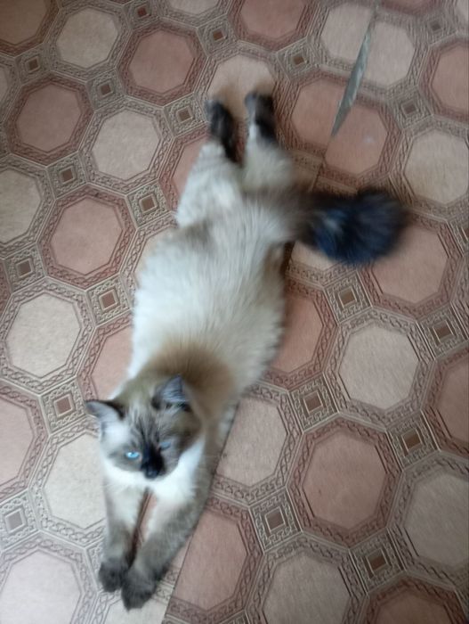 Продам котик Невский Маскарадный