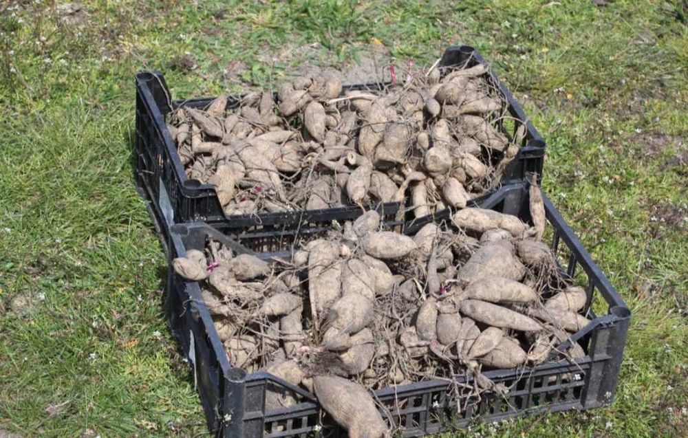 Bulwy dalii, georgini, 4 kg - czerwone.