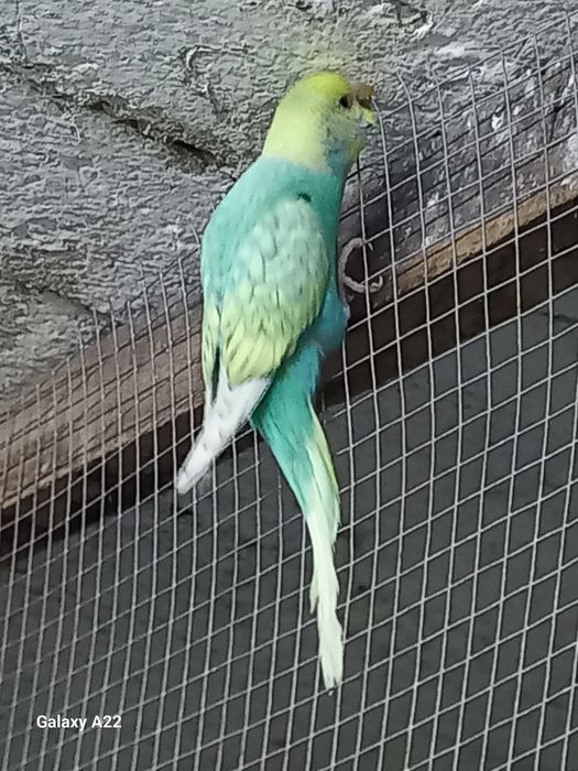 Papuga falista samce ,samice