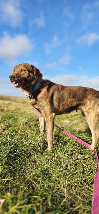 Dingo czekoladowy samiec