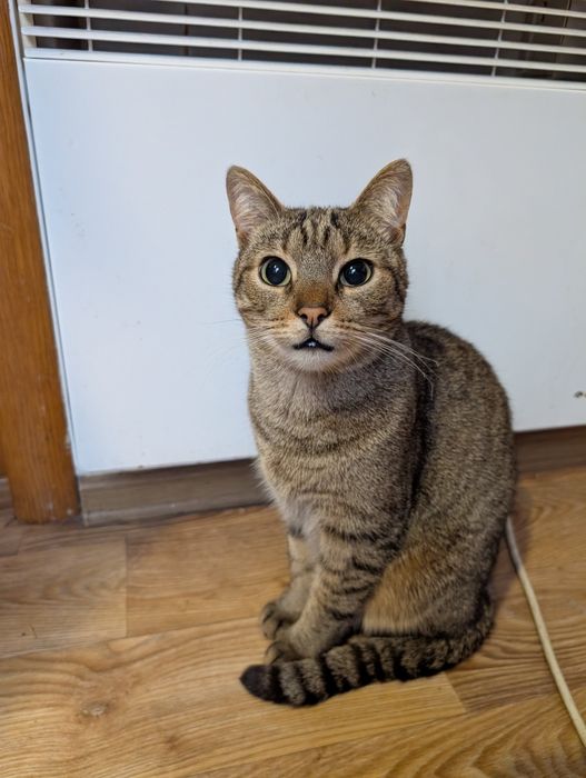 Красунчик шукає дім